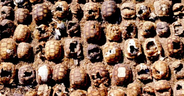 Des dizaines de carapaces de tortues mortes alignées sur le sol dans un désert.