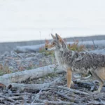 Tirer sur les coyotes est une solution à court terme