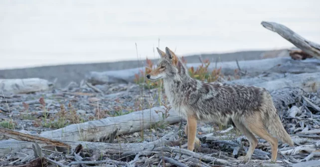 coyotes