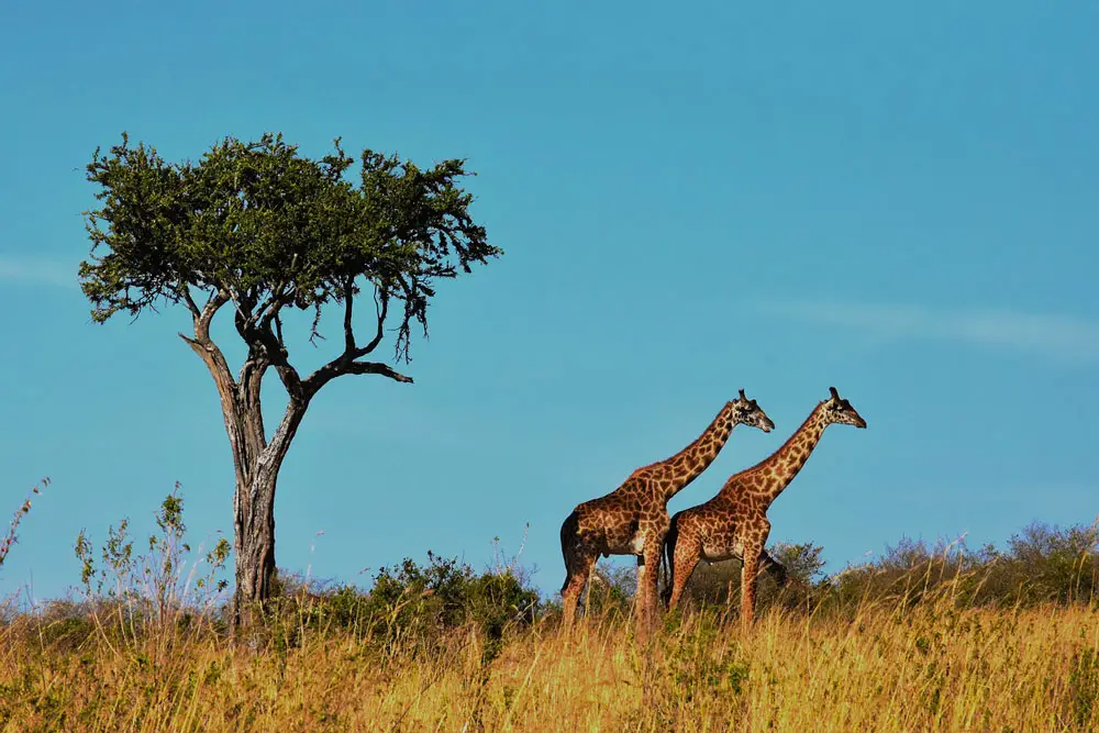 paire de girafes savane
