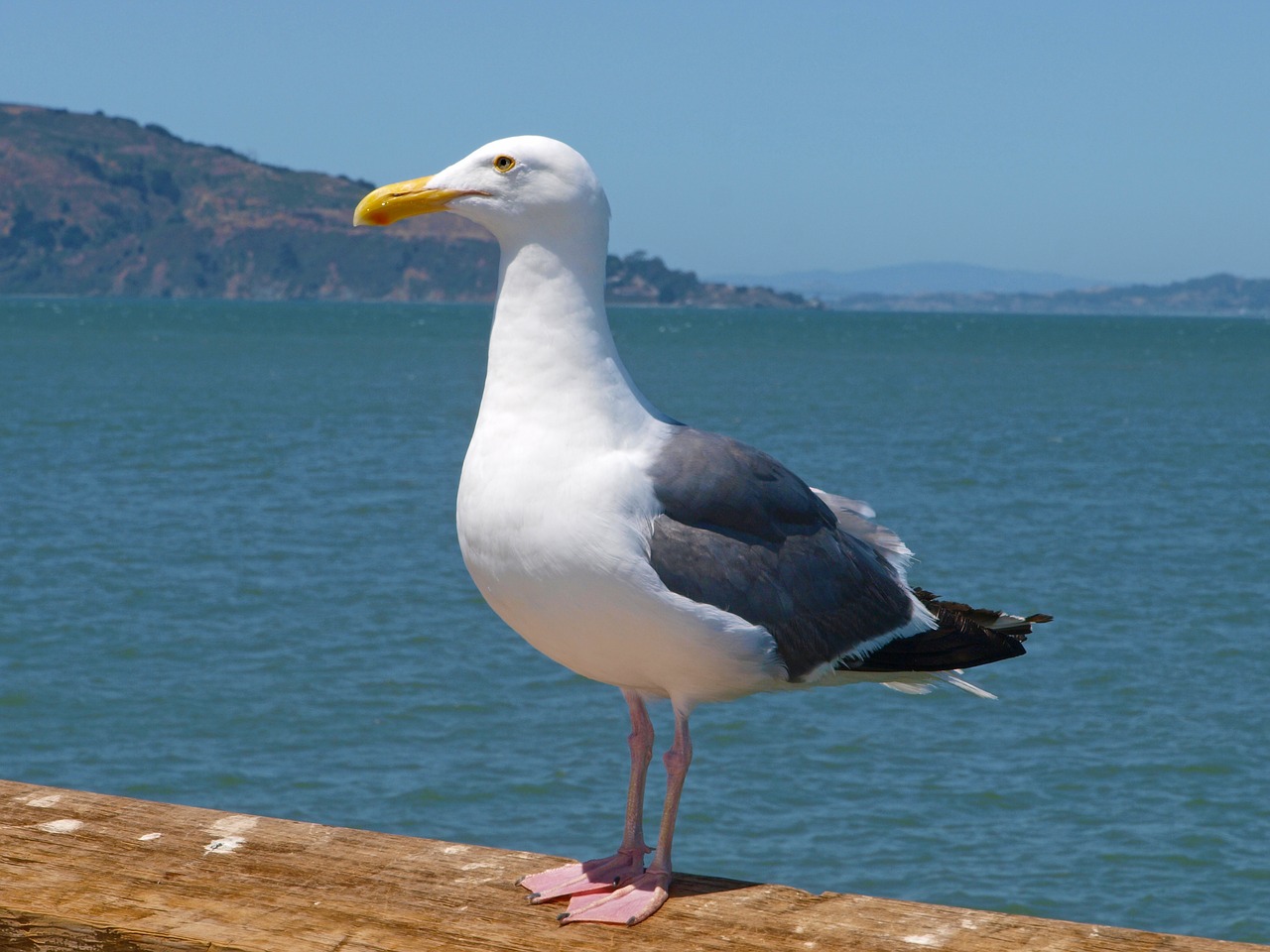 Les oiseaux d'état les plus intéressants, le goéland de Californie