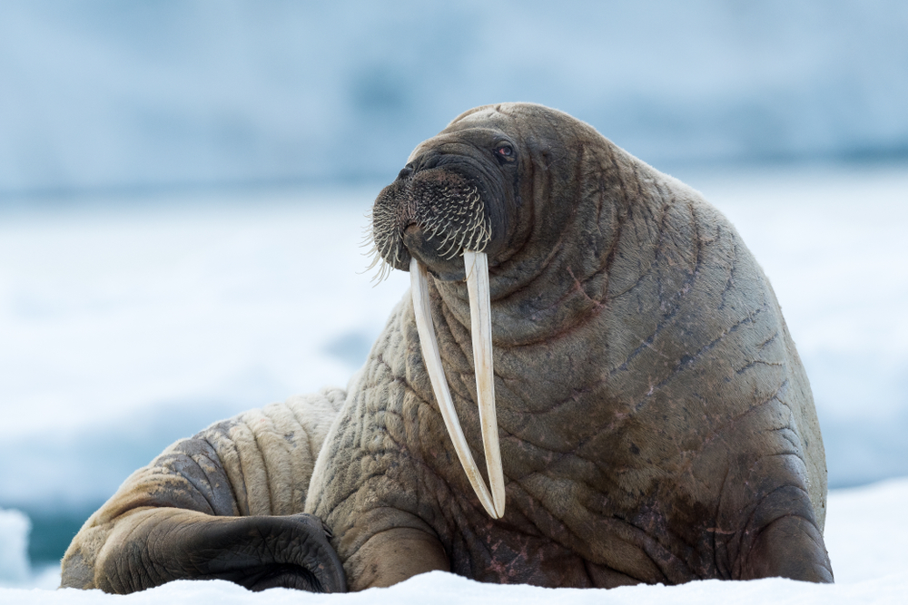 morse sur la glace