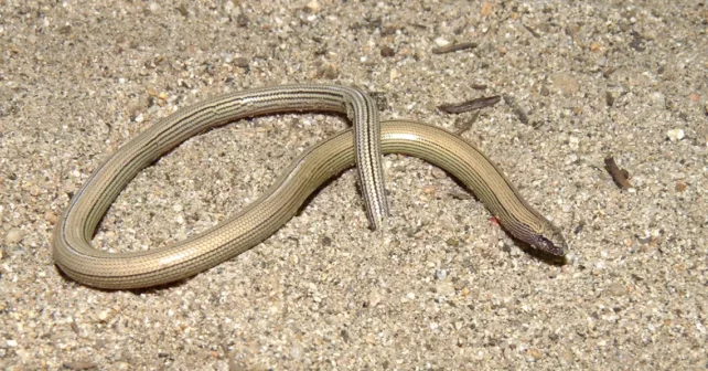 Le lézard sans pattes Temblor.  Photo d'Alex Krohn.