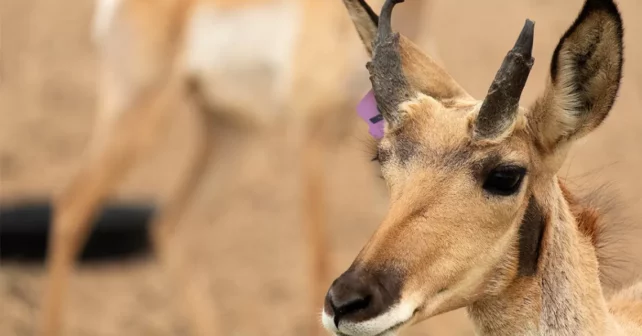 Les antilopes de Sonora ont des caractéristiques uniques importantes pour leur survie dans le désert.
