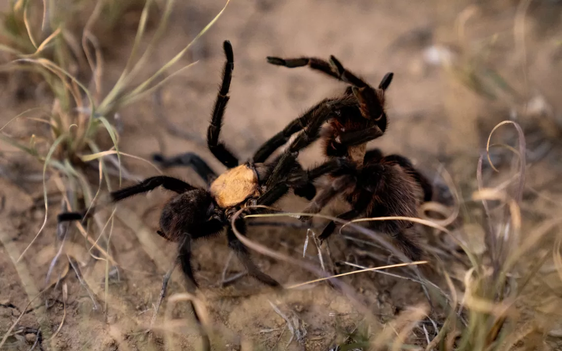   Deux tarentules sont sur leurs pattes postérieures et s'accouplent mais ont l'air de se battre.