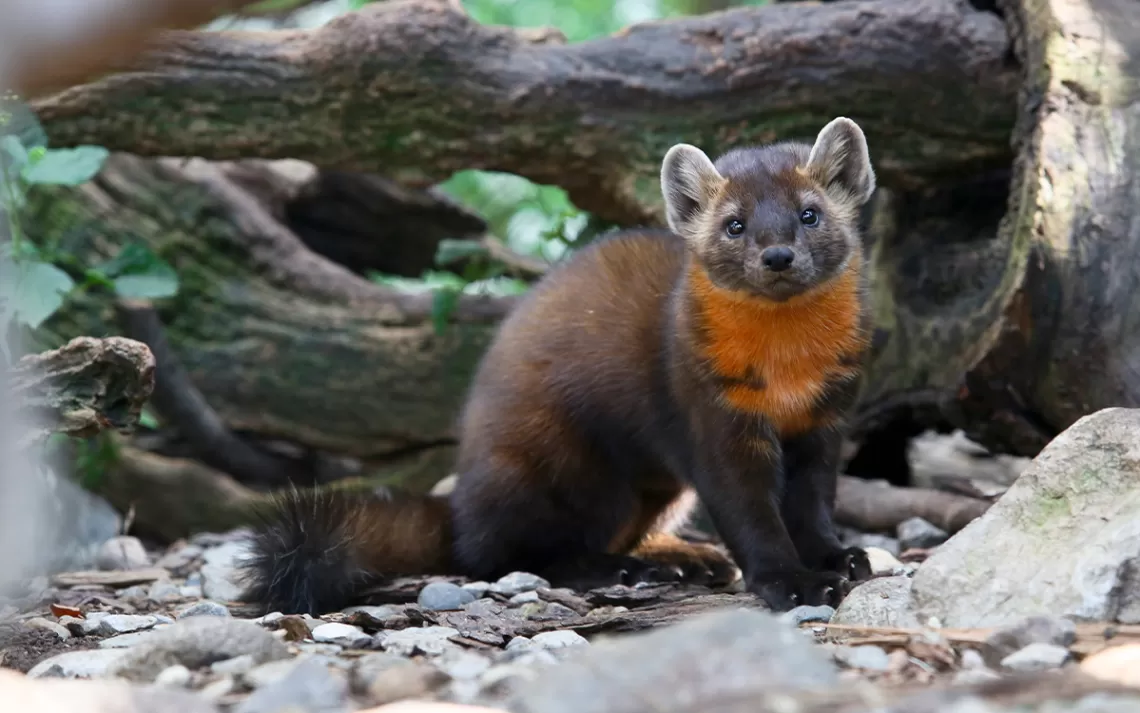 Martre d'Amérique à ZooAmerica