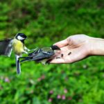 Comment accueillir et reconnaître les oiseaux de votre jardin ?