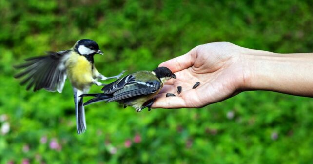 Comment accueillir et reconnaître les oiseaux de votre jardin ?