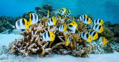 Certains poissons ont des excréments mortels pour les récifs coralliens ...