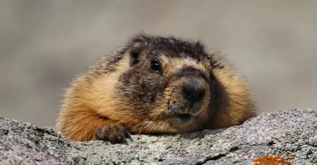 Une marmotte à ventre jaune sortant de son terrier.