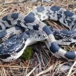 Cette espèce de serpent a disparu en Virginie depuis 30 ans