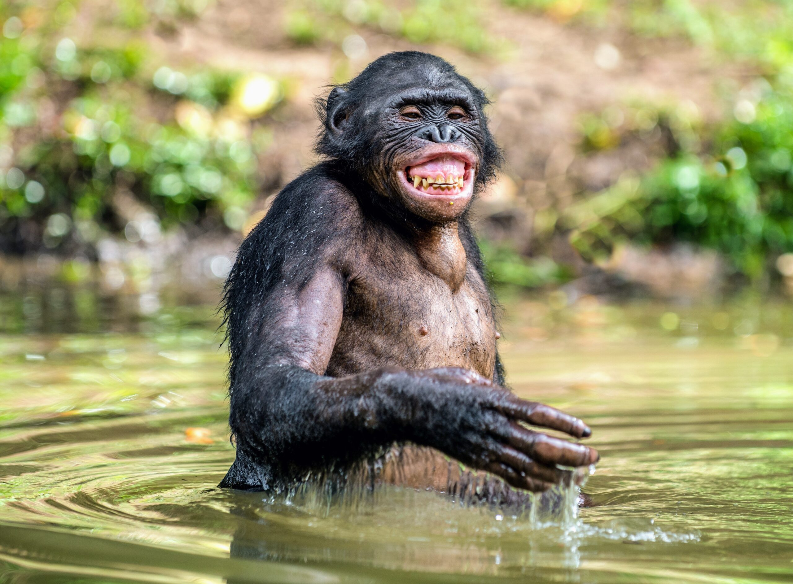 Étude : les singes sont beaucoup plus intelligents que nous ne le pensions  - Espèces-menacées.fr