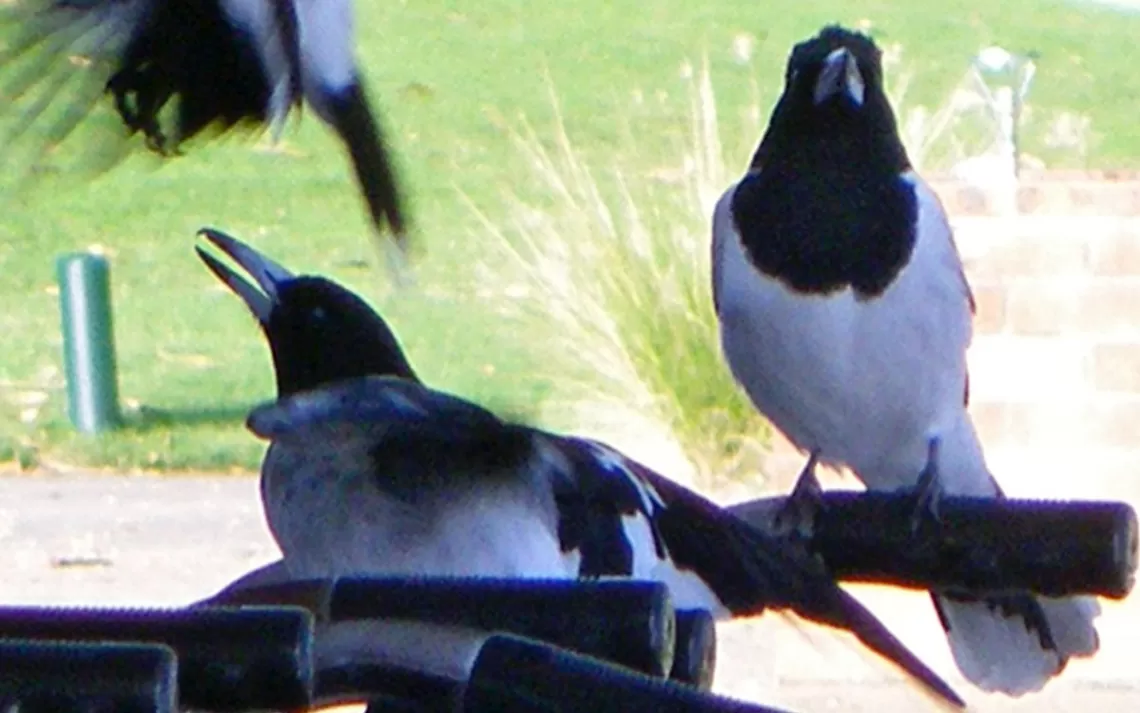 Les bouchers australiens sont parmi les oiseaux les plus « musicaux », comme nous le définissons, compte tenu de leurs chants mélodiques, de leurs comportements de chant et de leur capacité à composer des chansons individuelles.