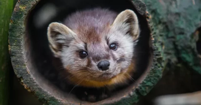 Une martre sort d'une bûche creuse à ZooAmerica.