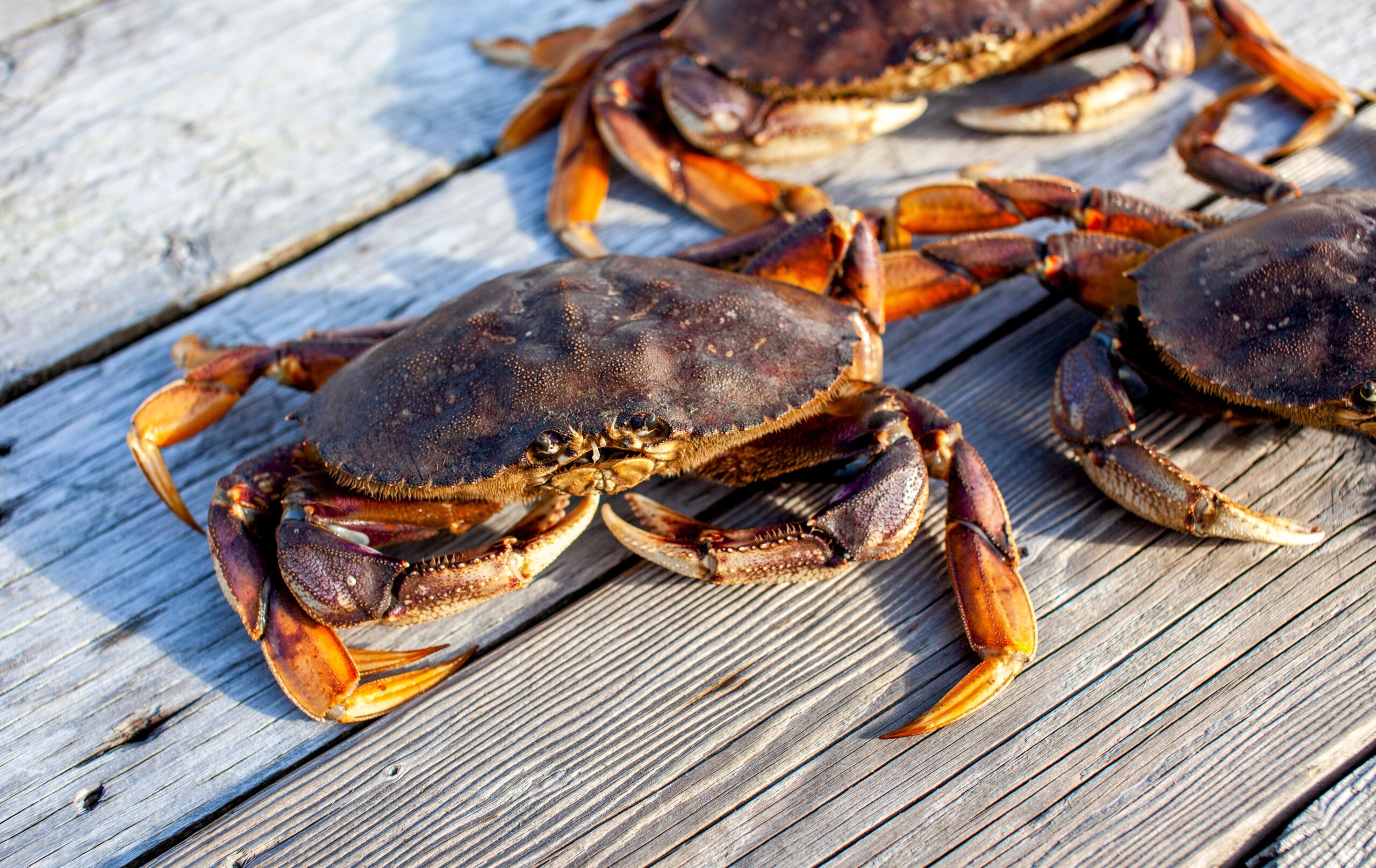 Stratégie pour une gestion durable des espèces de crabes semi