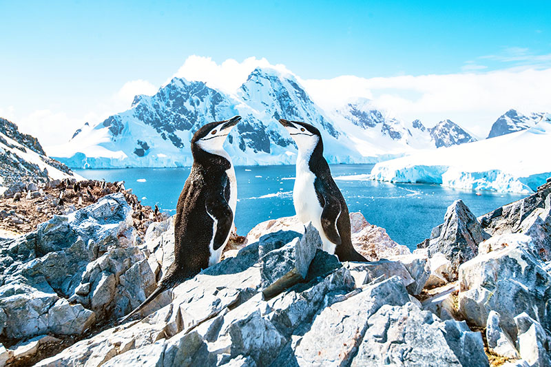 Manchot à Jugulaire, Antarctique