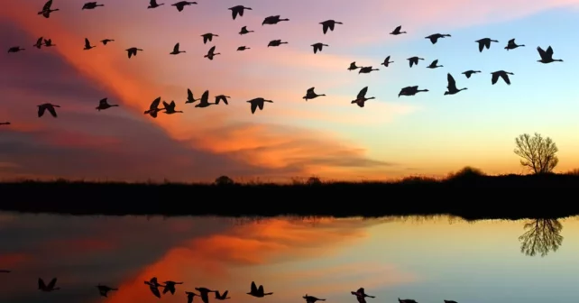 Coucher de soleil aux couleurs de l'arc-en-ciel avec des volées d'oiseaux volant au-dessus d'un plan d'eau immobile qui reflète le ciel.