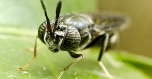 Transformer les déchets d'insectes en plastiques biodégradables ...