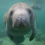 Un conte de deux expériences de conservation des lamantins