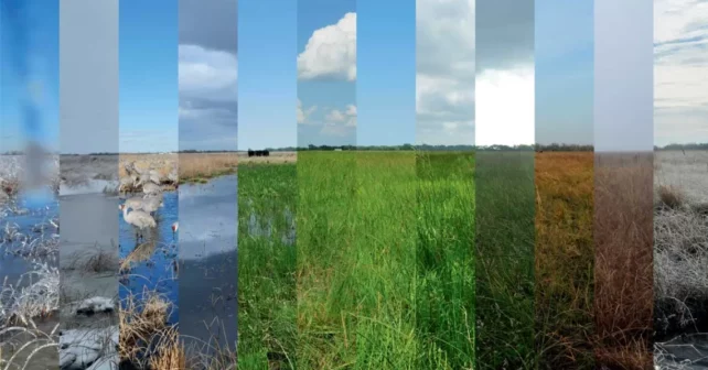 L'image composite montre une zone humide herbeuse traversant les saisons, avec des oiseaux et un ciel bleu au début et passant de l'herbe verte à l'herbe brune et aux nuages ​​à la fin.