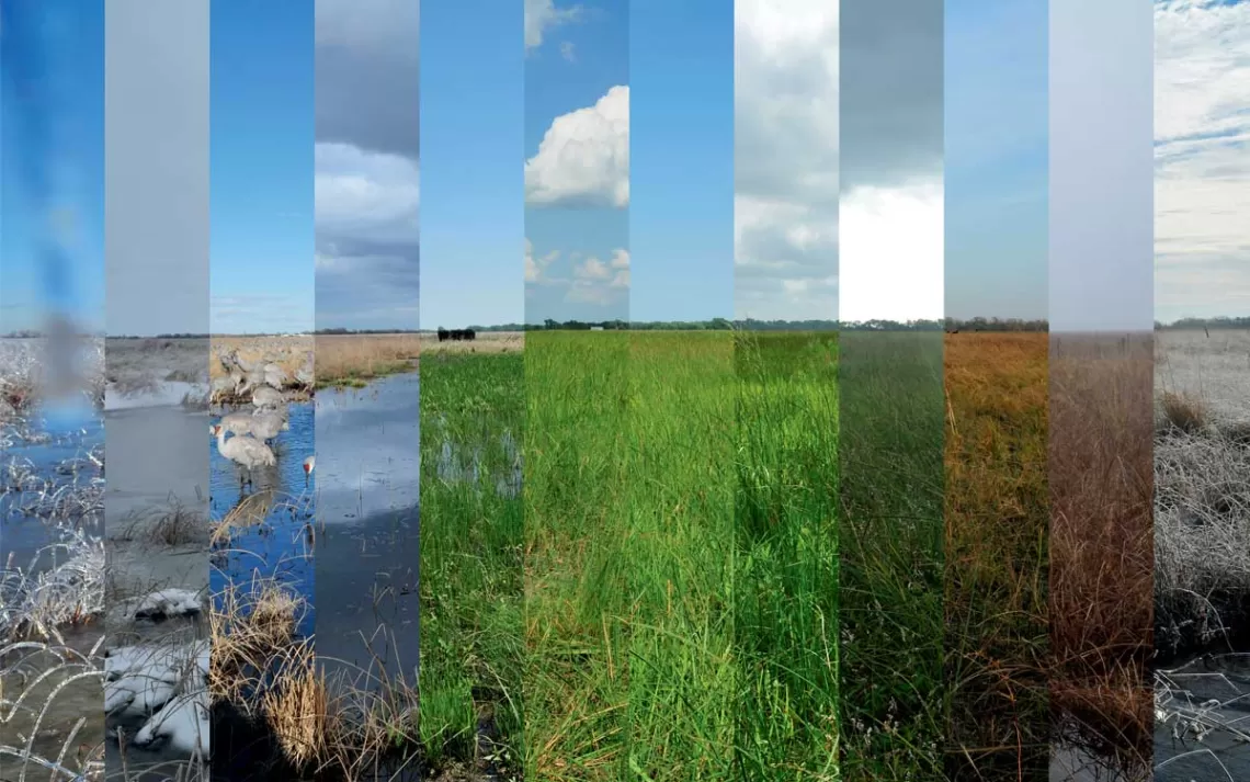 L'image composite montre une zone humide herbeuse traversant les saisons, avec des oiseaux et un ciel bleu au début et passant de l'herbe verte à l'herbe brune et aux nuages ​​à la fin.