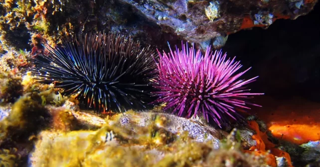 Oursins violets et noirs sous l'eau, mer Méditerranée.  |  Photo de Damocean/iStock
