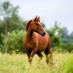 Paris sur les courses de chevaux : Conseils et stratégies