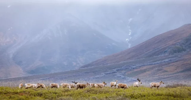 Troupeau de caribous dans la réserve faunique arctique