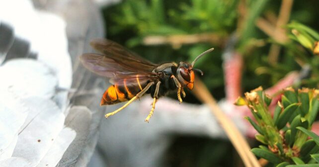 Le frelon asiatique : ce qu'il faut savoir sur cet insecte envahissant !