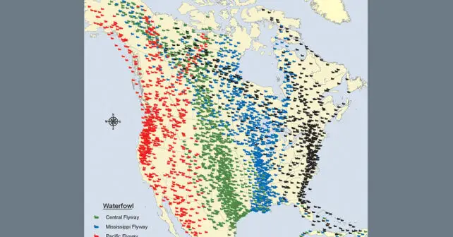 Voies de migration des oiseaux migrateurs en Amérique du Nord