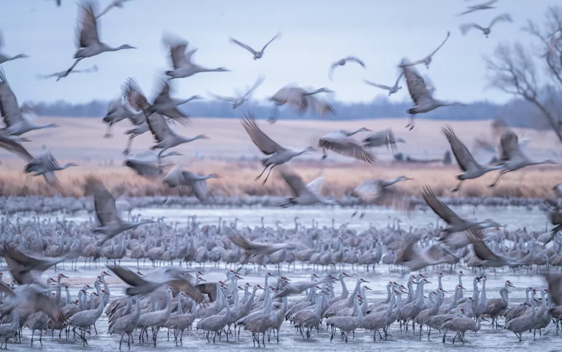 Des centaines de grues du Canada de couleur claire sur l'eau et en plein vol dans un ciel rose au crépuscule.