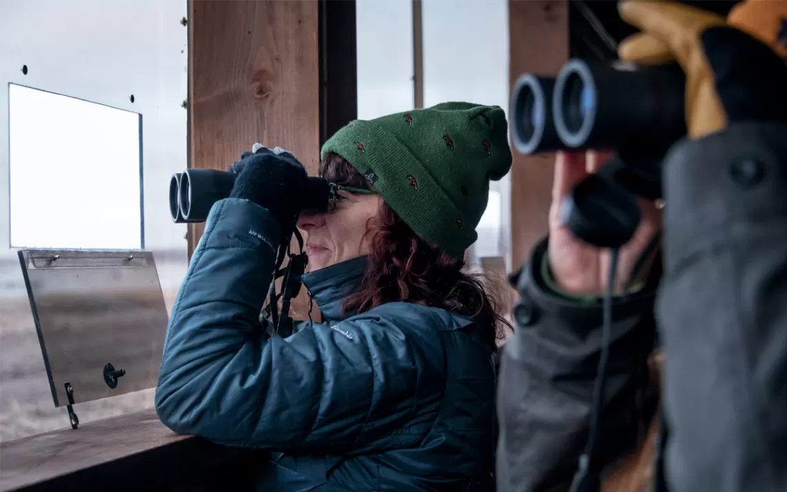 Deux observateurs d'oiseaux regardent à travers des jumelles depuis l'intérieur d'un store.