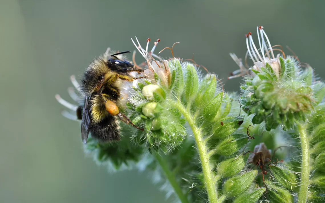 Photo gracieuseté de la Société Xerces