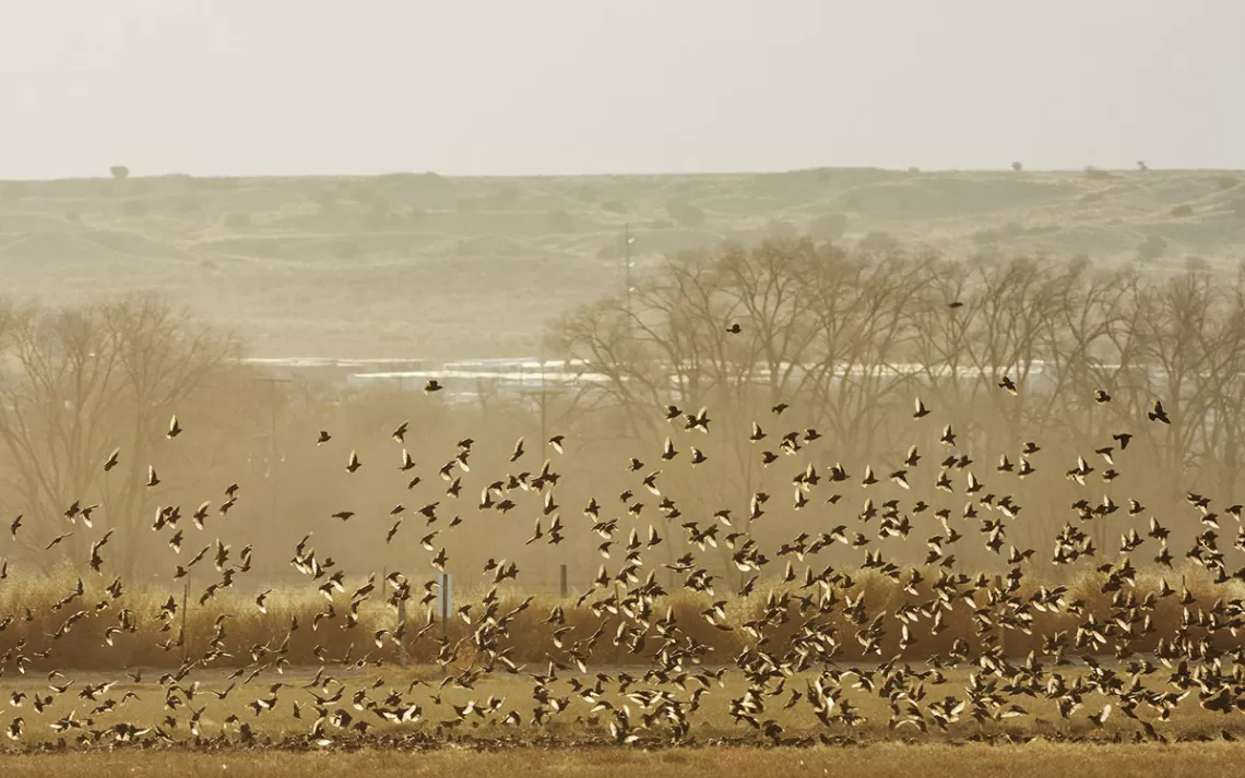 Une grande volée d'oiseaux s'envole d'un champ de la réserve faunique nationale de Valle de Oro.
