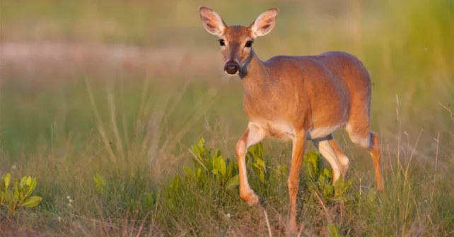 Key Deer, une espèce en voie de disparition, marchant dans les hautes herbes des Florida Keys