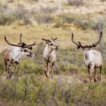 Prendre un petit-déjeuner avec des caribous dans la réserve faunique nationale de l’Arctique