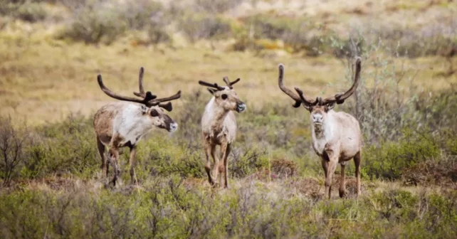 Trois caribous se dressent dans un pré du refuge arctique.