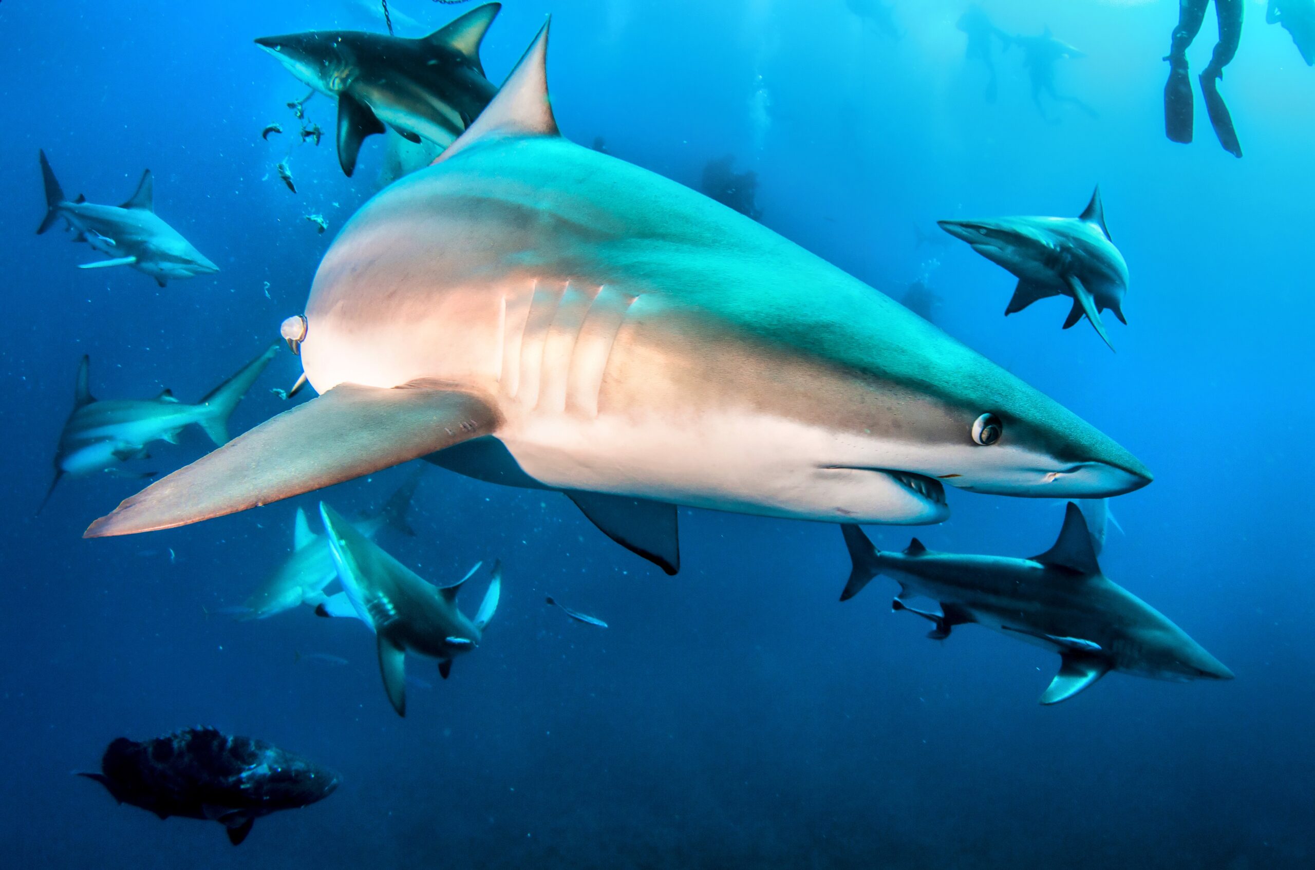 Pourquoi le requin est-il une espèce menacée ? 