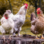 Poules à la maison : comment s’en sortir ?