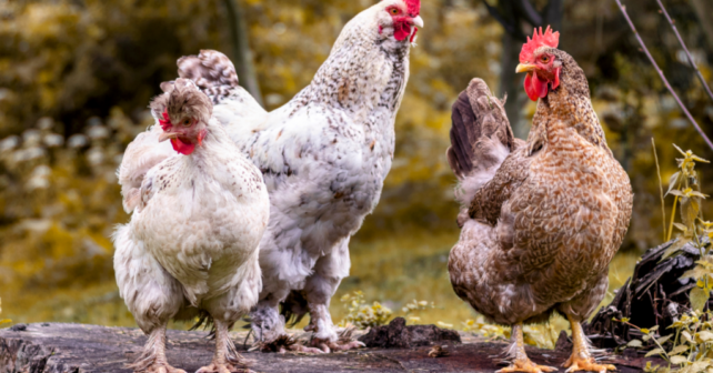 Poules à la maison : comment s’en sortir ?