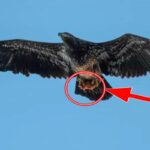 Insolite: Cet homme prend en photo un aigle, mais ce qu’il cache dans ses serres le laisse complétement sans voix