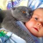 Leur chat refuse de laisser le bébé seul, quand les parents comprenne la raison, la police débarque immédiatement