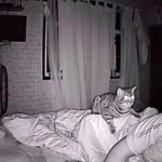 Son chat le fixe toute la nuit, il finit par le filmer et comprend enfin la raison de ce comportement étrange