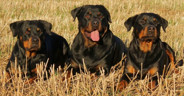 Propriétaire d’un chien dangereux : les précautions à prendre pour prévenir des accidents