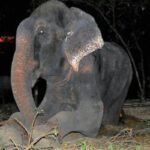 Cet éléphant pleure de joie lorsqu’il est enfin sauvé après + de 50 ans emprisonné