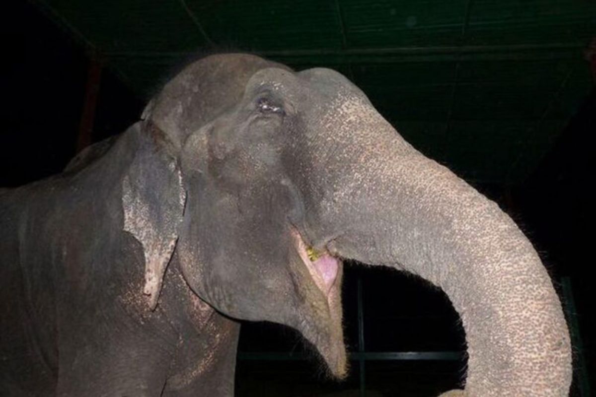 éléphant