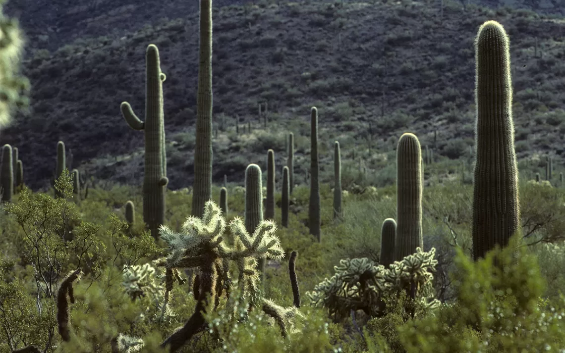 Saguaro dans le désert de Sonora