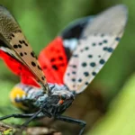 Comment arrêter la propagation des lanternes tachetées