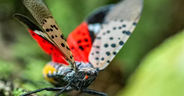 Un gros plan d'une mouche lanterne tachetée avec ses ailes déployées qui montre les taches et la couleur rouge de ses ailes postérieures.