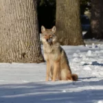 Des milliers d’animaux sauvages sont tués chaque année à New York pour le plaisir